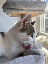 FLOCKE, Katze, Europäisch Kurzhaar in Hildesheim