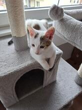 FLIPS, Katze, Europäisch Kurzhaar in Hildesheim