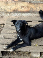 SONYA, Hund, Mischlingshund in Rumänien