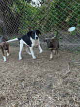 HONDO, Hund, Mischlingshund in Rumänien