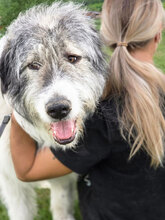 APPA, Hund, Herdenschutzhund in Rumänien