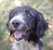 MALEENE, Hund, Mischlingshund in Rumänien