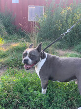 TERRA, Hund, Bulldog in Rumänien