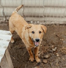 GAIO, Hund, Mischlingshund in Rumänien