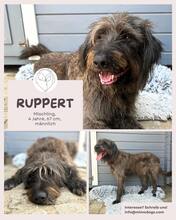 RUPPERT, Hund, Mischlingshund in Portugal