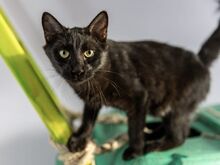 NAOMI, Katze, Europäisch Kurzhaar in Köln