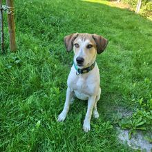 PIPER, Hund, Mischlingshund in Rhauderfehn