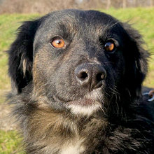 NORMI, Hund, Mischlingshund in Kroatien