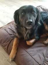 NORMI, Hund, Mischlingshund in Hirschaid