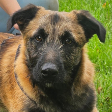 BANZAI, Hund, Mischlingshund in Kroatien