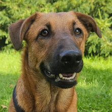 EDD, Hund, Mischlingshund in Kroatien