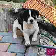 LLOYD, Hund, Mischlingshund in Spenge