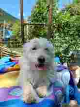 FITTZI, Hund, Mischlingshund in Spenge