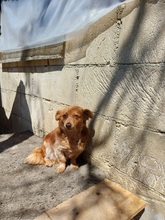 JULY, Hund, Mischlingshund in Rumänien