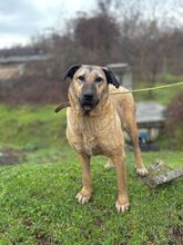 SAHARA, Hund, Mischlingshund in Bulgarien