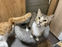 TOMMI, Katze, Europäisch Kurzhaar in München