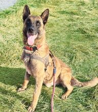 DANNY, Hund, Mischlingshund in Rumänien