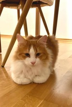 ORLIN, Katze, Europäisch Kurzhaar in München