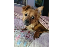 FIBI, Hund, Mischlingshund in Zirndorf