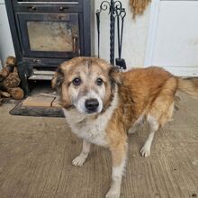 COLIN, Hund, Mischlingshund in Rumänien