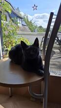 MONJA, Katze, Europäisch Kurzhaar in Wedemark