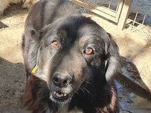 SVENJA, Hund, Mischlingshund in Rumänien