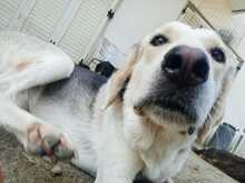 MELISSA, Hund, Mischlingshund in Griechenland