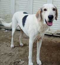 SMARTY, Hund, Mischlingshund in Griechenland