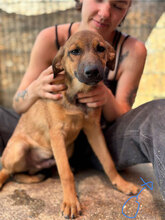 DENVER, Hund, Mischlingshund in Rumänien