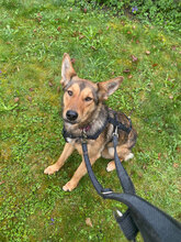 BETTY, Hund, Mischlingshund in Albstadt
