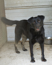 AVILA, Hund, Mischlingshund in Kroatien