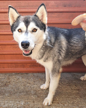 DENALI, Hund, Mischlingshund in Kroatien