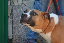 RUBEN, Hund, Molosser in Italien