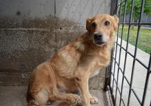 FERELITH, Hund, Mischlingshund in Osnabrück