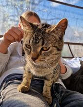 SEMIR, Katze, Hauskatze in Ungarn
