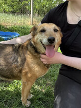 HOLLI, Hund, Mischlingshund in Ungarn