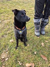 ASMARA, Hund, Mischlingshund in Wiesenfelden