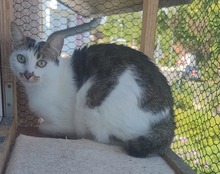 BECCA, Katze, Hauskatze in Alsbach-Hähnlein