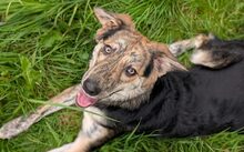 ANNEGRET, Hund, Mischlingshund in Remscheid