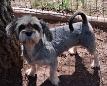 FOFFY, Hund, Mischlingshund in Portugal