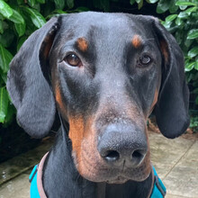 TULIO, Hund, Dobermann in Lauf