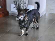 FREDI2, Hund, Dackel-Mix in Syke