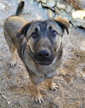 LUIS, Hund, Mischlingshund in Kroatien