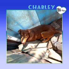 CHARLEY, Hund, Mischlingshund in Bulgarien
