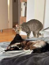 TERYN, Katze, Hauskatze in Hildesheim