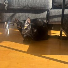 LUNA, Katze, Hauskatze in Hildesheim