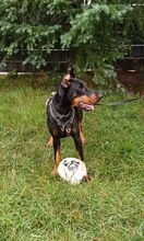 SINA, Hund, Dobermann in Montabaur