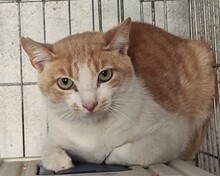 FINN, Katze, Europäisch Kurzhaar in Spanien