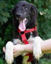 LIVEA, Hund, Mischlingshund in Kroatien