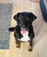 ARWEN, Hund, Mischlingshund in Kissing